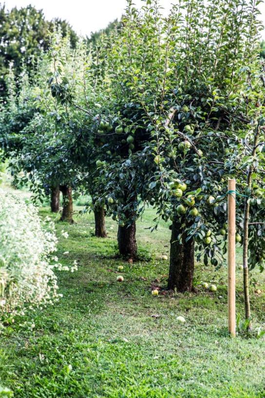 Ca' De Memi Villa Piombino Dese Bagian luar foto